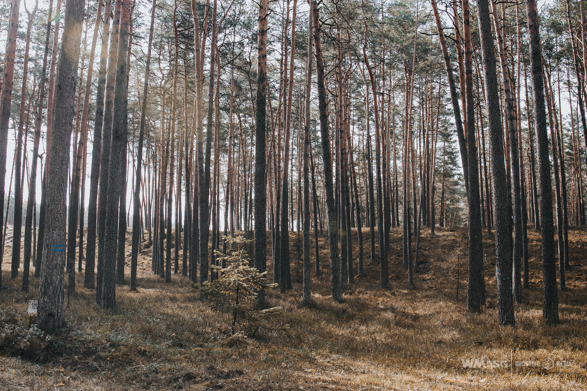 Wyścig Szczurów VI (fotorelacja)