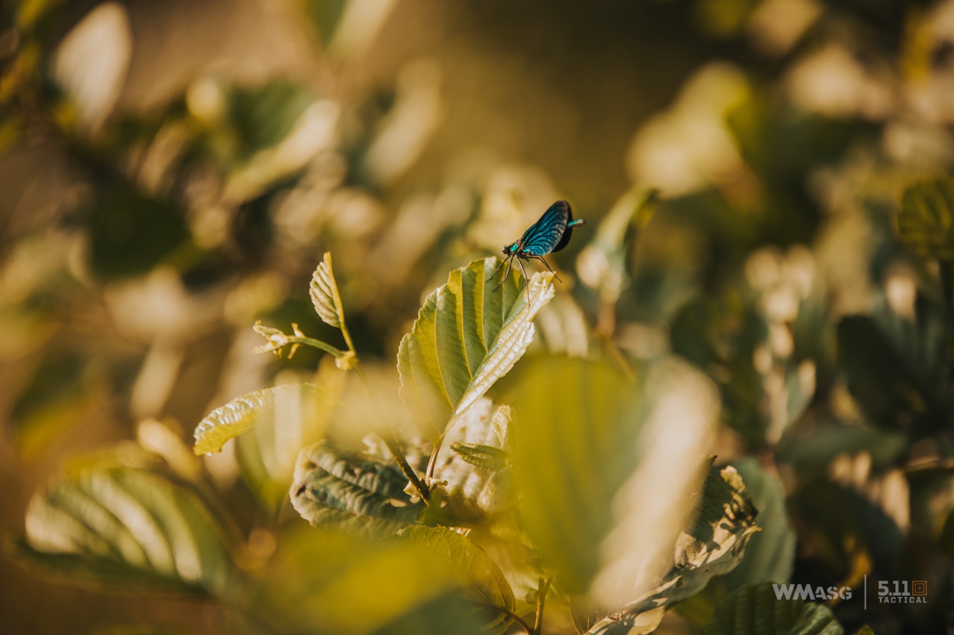 Lekka Piechota IX (termin II) 2023 (część I)