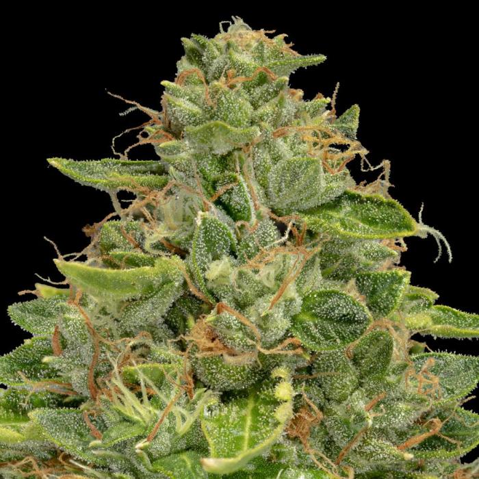 WhatsApp +33759417428 Buy we*ed, Coke, Coca*ine,Hashish in Paris,Bordeaux,France
