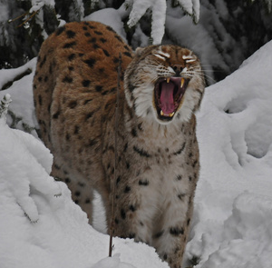 Luchs