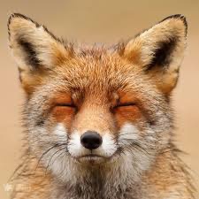PlatinumFox
